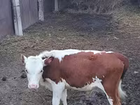 Bulle, Swiss cattle — Foto 4