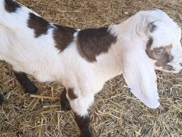 公山羊, Nubian Goat