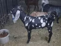 تيس, Beetal goats — الصورة 1