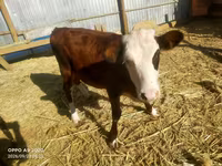 母牛, Kazakh White-headed cow — 照片 1