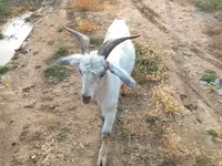 عنزة, الماعز — الصورة 3