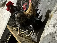 Chickens — Foto 1