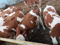 Бик, Simmental cattle — фото 5