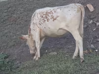 Cow, Kazakh White-headed cow — photo 4