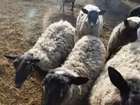 Oveja, Romanov sheep — foto 3