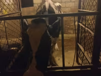 母牛, Holstein breed — 照片 1
