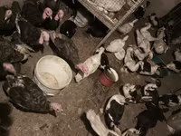 Turkeys — الصورة 6