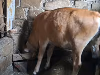 Vaca, Simmental cattle — foto 4