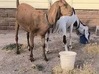 Dişi keçi, Beetal goats — foto 3