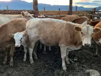 Cow, Cattle — photo 1