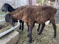 Widder, Kazakh fat-tailed coarsewool sheep — Foto 5