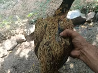 Chickens — foto 8