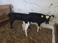 Kuh, Russian Black pied cattle — Foto 3