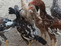 Chickens — 8-rasm