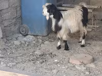 Cabro, Cabras — foto 2