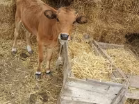 Toro, Ganado vacuno — foto 3
