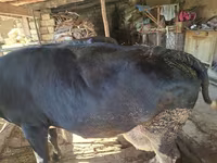 Cow, Latvian Blue cattle — photo 4