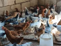 Chickens — photo 4
