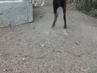تيس, الماعز — الصورة 4
