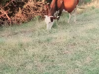 بقرة, Latvian Blue cattle — الصورة 6