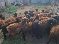 Widder, Edilbay sheep — Foto 1