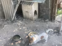 Kiçik ölçülü it evi – it üçün taxta budka - Material: qalın taxta — foto 4