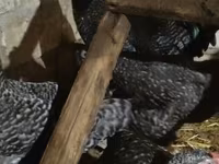 Australorp — 3-rasm