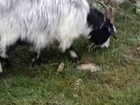 Goats (batch, sex not specified), Saanen goat — photo 5
