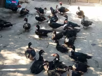 Ducks — Foto 1