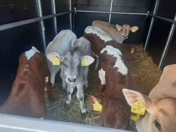 Bulle, Simmental cattle
