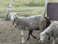 Oveja, Dorper sheep — foto 8