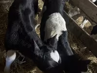 ثور, Russian Black pied cattle — الصورة 5