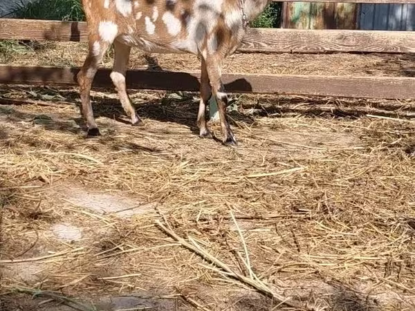 Ziege, Nubian Goat