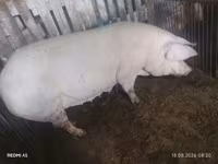 Sow, Pigs — photo 1