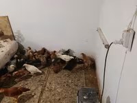 Чеська золота строката курка — фото 4