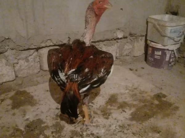 Chickens