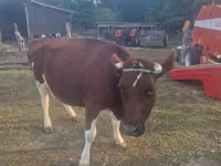 بقرة, Simmental cattle — الصورة 3