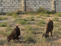 Cabra, Cabras — foto 2