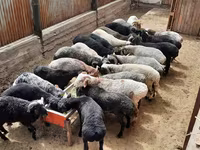 Ram, Sheep — photo 1