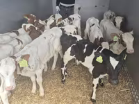 Toro, Simmental cattle — foto 4