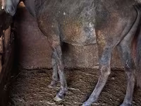 Caballo, Caballos — foto 5
