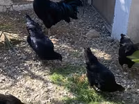 Ayam Cemani — Foto 7