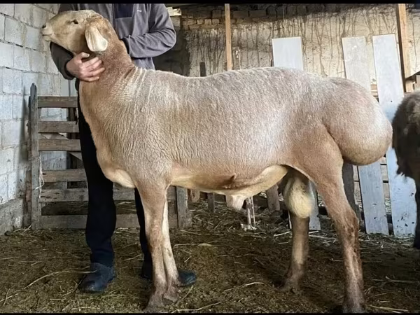 كبش, Hissar sheep