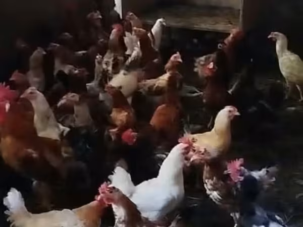 чех алтын ала тауық
