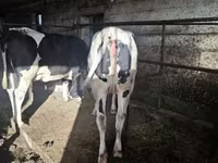 İnək, Russian Black pied cattle — foto 4