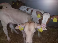 Bulle, Simmental cattle — Foto 3