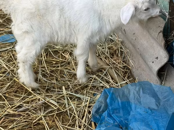 公山羊, Saanen goat