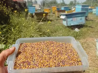 1kq Çiçək tozu (polen) çatdırılma vardır.arıların müxtəlif çiçəklərdən — foto 1