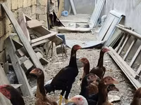 Chickens — الصورة 2
