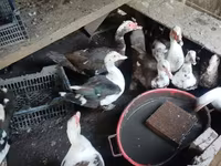 Ducks — Foto 2
